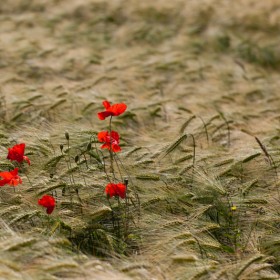 Poppies in Barley